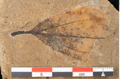 Foto (Detailansicht) von Plantae indet.  (NHMW-GEO-2024-0188-11411)